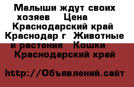 Малыши ждут своих хозяев! › Цена ­ 10 - Краснодарский край, Краснодар г. Животные и растения » Кошки   . Краснодарский край